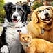 دانلود فیلم گربه ها و سگ ها 3: اتحاد پنجه ها 2020
